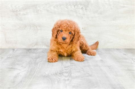 Mini Goldendoodle Puppies for Sale - US Shipping | Premierpups