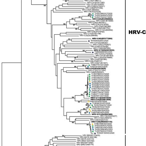 Phylogenetic Analysis Of The VP4 VP2 Region Of HRVA Sequences From