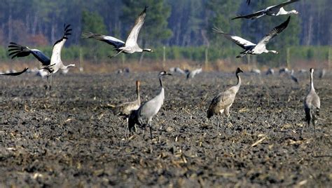 La grue cendrée symbole des Landes et acteur du tourisme hors saison