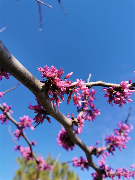 Arbol Del Amor Cercis Siliquastrum 300 Semillas