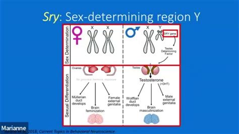 Sex Chromosomes Contribute To The Transcriptomic Immune Response In The