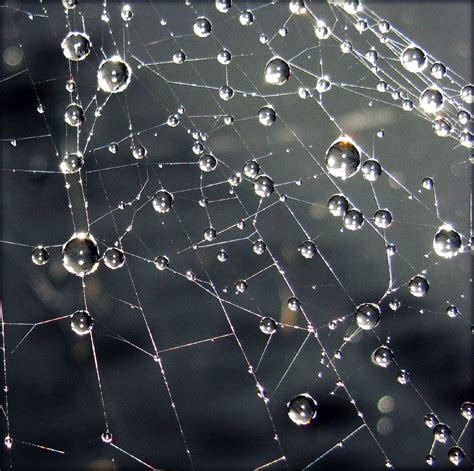 Watery Web Spider Web Spider Water Photography