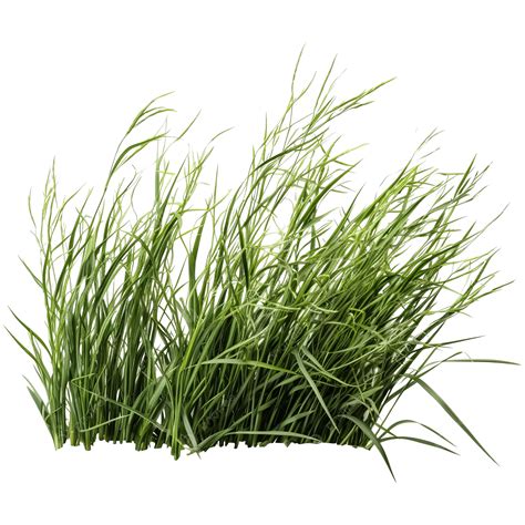 wild grass png wild grass nature grass weeds png transparent image