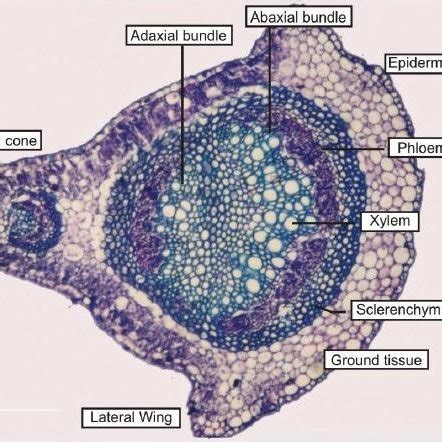 T.S Secondary rachis | Download Scientific Diagram