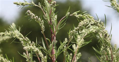 S Sonen For Bynkepollen Er Nu I Gang Astma Allergi Danmark