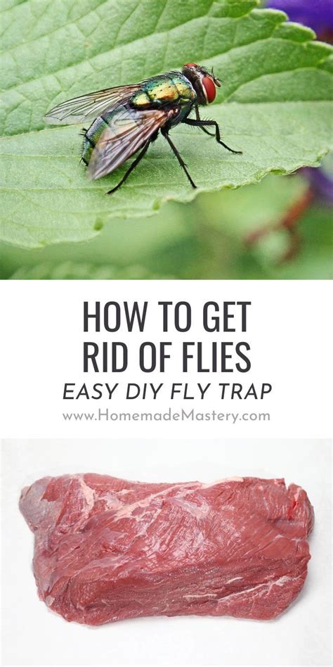 How To Get Rid Of Flies Diy Fly Trap Homemade Mastery Diy Fly