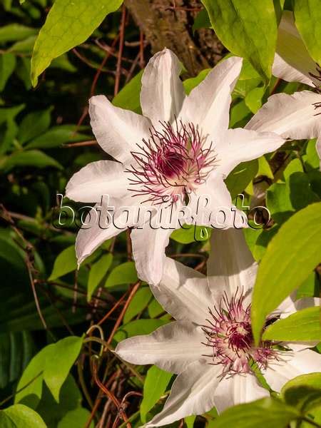 Images Clematis Patens Images Of Plants And Gardens Botanikfoto