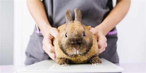 Keeping Your Rabbit Healthy Pdsa