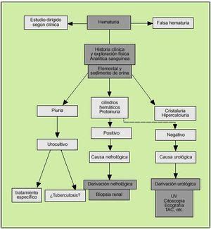 Una Hematuria En Atenci N Primaria Medicina Integral