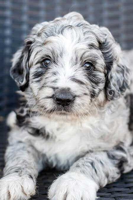 Awesome Aussiedoodle Merle Puppy Barkinglaughs Aussiedoodle