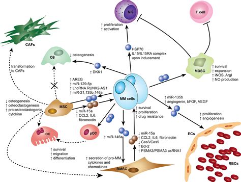 Exosome Cell