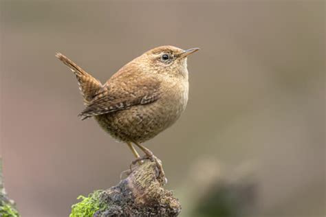 10 Vögel Mit Unglaublich Langen Schnabel Mit Bilder Rekordtiere de