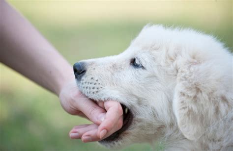 Canine Calamity: Understanding Dog Bite Treatment for a Swift Recovery ...