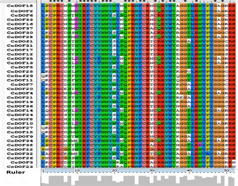 Multiple Sequence Alignment Of The Dof DNA Binding Domain Among 38