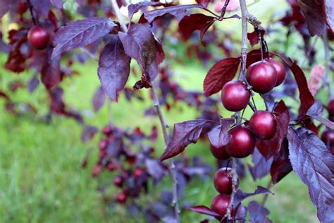 Prunus Cerasifera Jardipartage