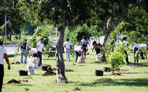 ¿hacia Donde Vamos Con Las Campañas De Reforestación En Mérida