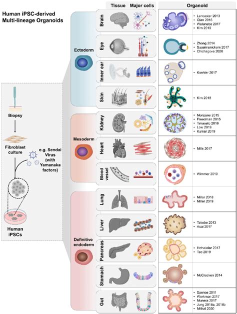 Summary Of The Generation Of IPSC Derived Multilineage Organoids The