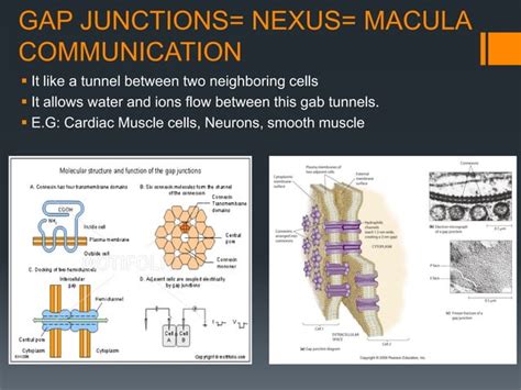 Cell adhesion molecules