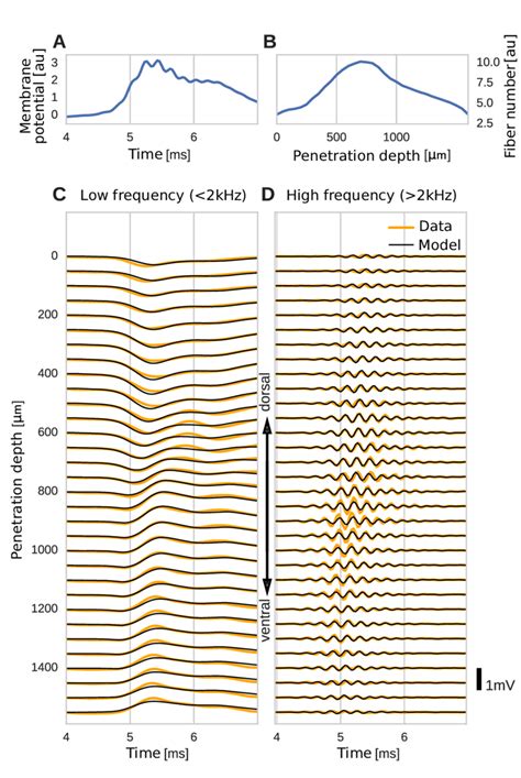 The Spatial Structure Of Efps Recorded From The Nucleus Laminaris Of