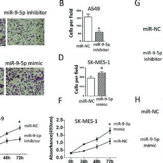 The Effect Of MiR 9 5p On Cell Proliferation Migration And Invasion In