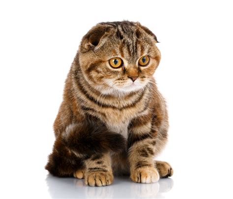 4K, 5K, 6K, 7K, Cats, Scottish Fold, White, HD Wallpaper | Rare Gallery