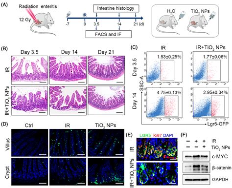 Perturbation Of Intestinal Stem Cell Homeostasis And Radiation