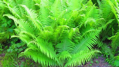 Lady Fern