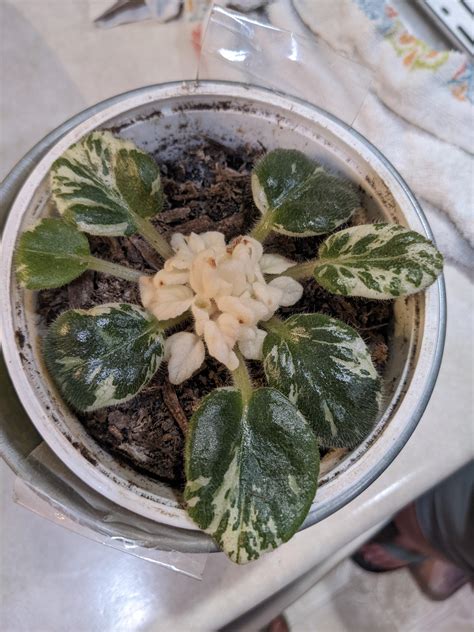 African Violet help? : r/houseplants