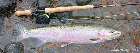 Deschutes River To Remain Open To Summer Steelhead Fishing The Times