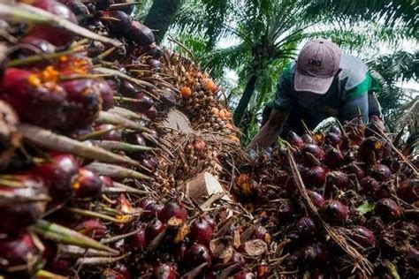 Harga Sawit Di Riau Tertinggi Dalam Sejarah Persawitan Indonesia Berita