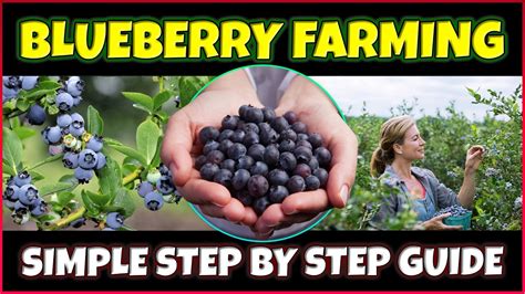 Blueberry Farming Complete Blueberry Cultivation Guide How To Grow