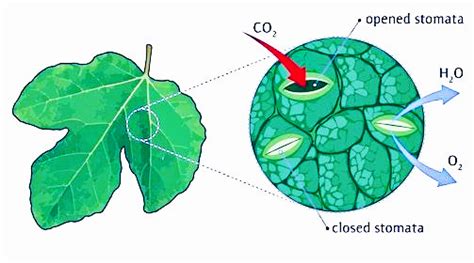 Plant Stomata Diagram