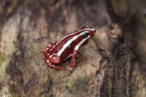 Colorful Frogs The 12 Prettiest Frogs In The World A Z Animals