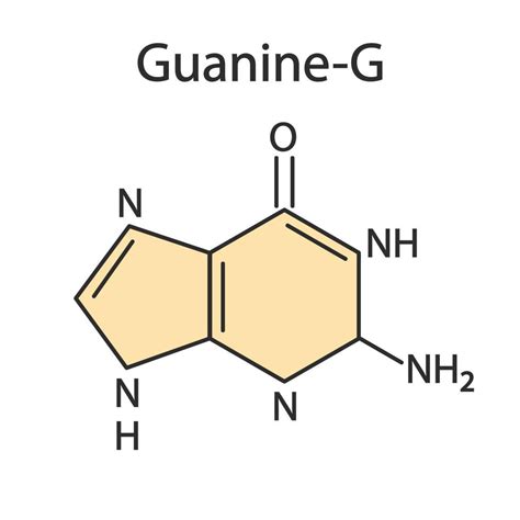 Guanin Purin Nucleobase Molekül 8570017 Vektor Kunst bei Vecteezy