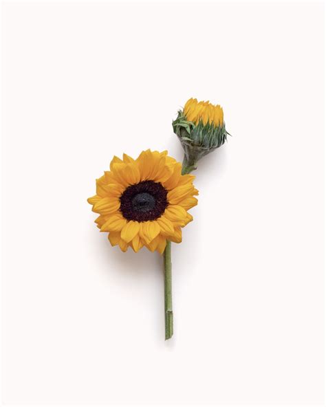 Sunflower Delivery | Flowers Delivery | BloomsyBox