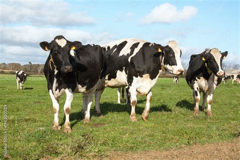 Vaches Holstein En Pature Photos Adobe Stock