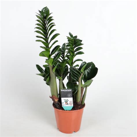 Замиокулкас Зенси 12/35 купить в Москве