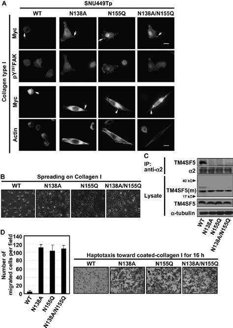 Mutations Of Putative N Glycosylation Residues Within The Ec Of