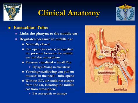 Anatomy Of Eustachian Tube