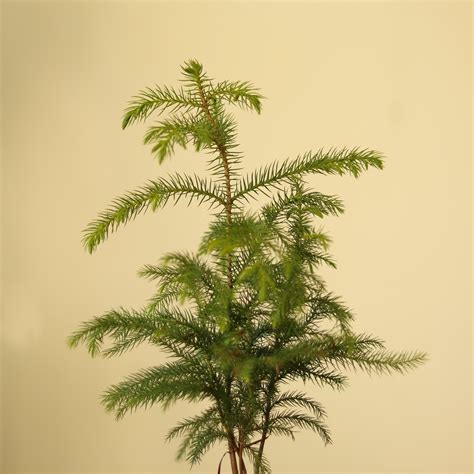 Norfolk Island Pine - Indoor Tropical Houseplant – Ed's Plant Shop