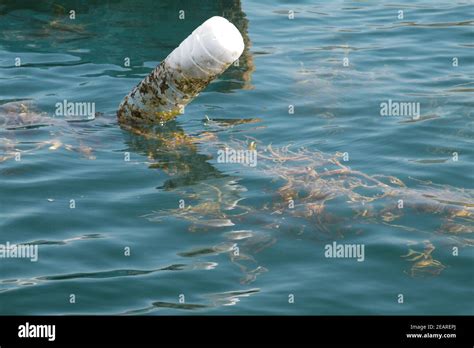 El Cultivo De Algas Fotograf As E Im Genes De Alta Resoluci N Alamy