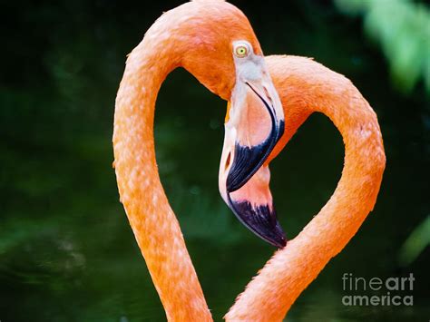 Flamingo Heart Photograph By Robin Zygelman