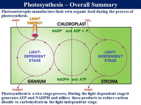 351 Photosynthesis Biochemistry By Robert George Sser Ltd Uk