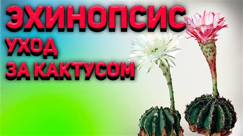 Кактус Эхинопсис. Echinopsis. Уход за кактусами. - YouTube