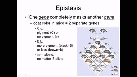 Epistasis - YouTube