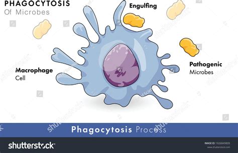 Molecular Mechanism Phagocytosis By Macrophage Cell Stock Vector (Royalty Free) 1926849809 ...