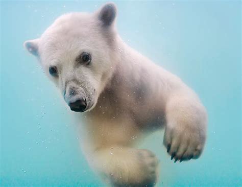 Ballet Swimming Polar Bears Photos - ABC News