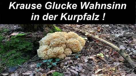 Pilze sammeln an der Badischen Bergstraße Zwei Krause Glucken mit je