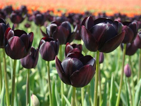 Tulips Field Deep Purple Tulip Flowers Baslee Photograph By Baslee Troutman