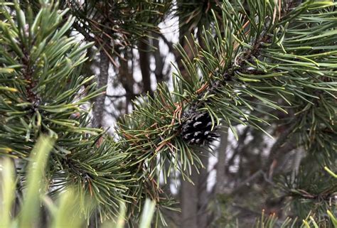 Lodgepole Pine Bark Pinus Contorta